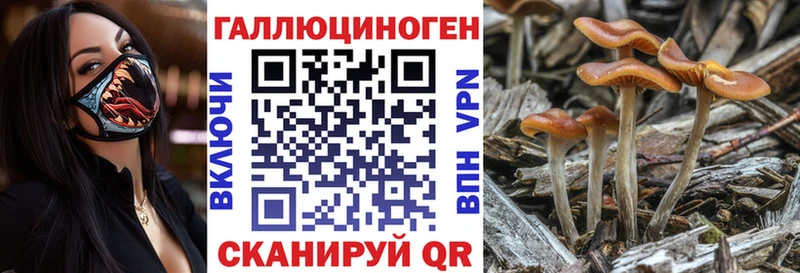 где продают Каспийск Псилоцибиновые грибы Cubensis